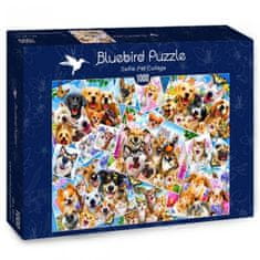 Blue Bird Puzzle Koláž zvieracích selfie 1000 dielikov