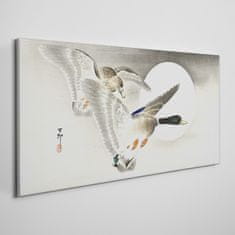 COLORAY.SK Obraz Canvas Zvieratá vtáčia kačica 120x60 cm