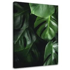 shumee Obraz na plátne, listy Monstera - 40x60