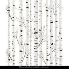 COLORAY.SK Fototapeta Biela breza Samolepiaca fototapeta 250 x 250 cm