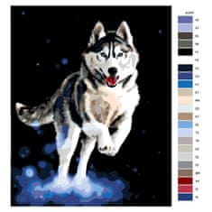 Malujsi Maľovanie podľa čísel - Spokojný husky - 80x100 cm, bez dreveného rámu