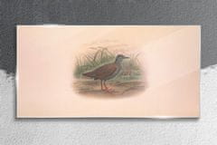 COLORAY.SK Skleneny obraz Vtáky zvieratá kreslenie 120x60 cm