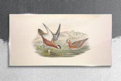 COLORAY.SK Skleneny obraz Zvieratá vtákov 120x60 cm
