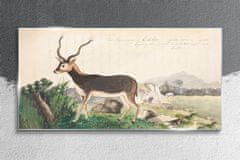 COLORAY.SK Skleneny obraz Gazelle zvieratá kreslenie 140x70 cm