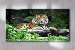 COLORAY.SK Skleneny obraz Lesné zvieracie mačka tiger 120x60 cm
