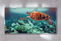 COLORAY.SK Skleneny obraz Morská zvieratá korytnačka vody 120x60 cm