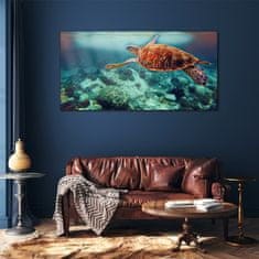 COLORAY.SK Skleneny obraz Morská zvieratá korytnačka vody 120x60 cm