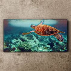 COLORAY.SK Obraz canvas morská zvieratá korytnačka vody 120x60 cm
