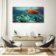 COLORAY.SK Obraz canvas morská zvieratá korytnačka vody 120x60 cm