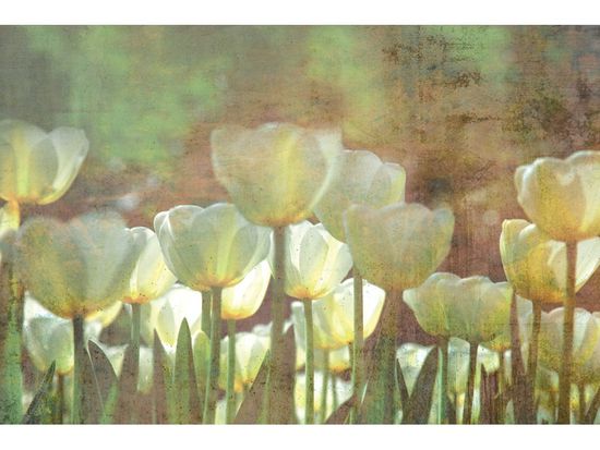 Dimex fototapeta ART MS-5-0385 Tulipány 375 x 250 cm