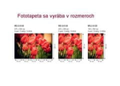 Dimex fototapeta MS-2-0128 Červené tupipány 150 x 250 cm