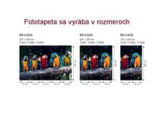 Dimex fototapeta MS-5-0223 Farebné papagáje 375 x 250 cm