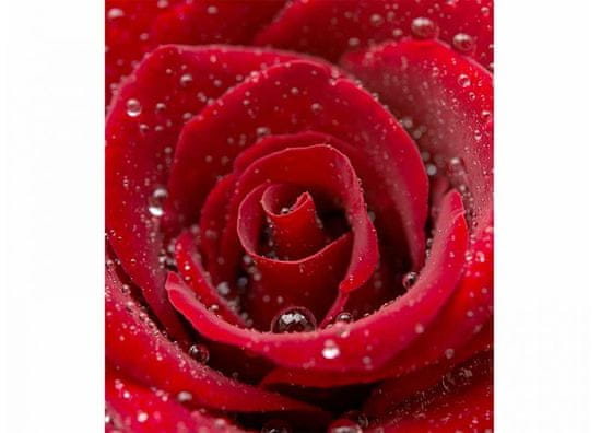 Dimex fototapeta MS-3-0138 Červená ruža 225 x 250 cm