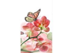 Dimex fototapeta MS-2-0146 Orchidea s motýľmi 150 x 250 cm