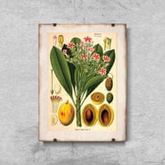 Vintage Posteria Plagát na stenu Plagát na stenu Botanická tlač Apocyaceae A4 - 21x29,7 cm