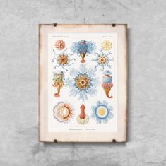 Vintage Posteria Poster Poster Siphonophorae Ernst Haeckel A4 - 21x29,7 cm