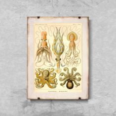 Vintage Posteria Retro plagát Retro plagát Chobotnica Gamochonia Ernst Haeckel A3 - 29,7x42 cm