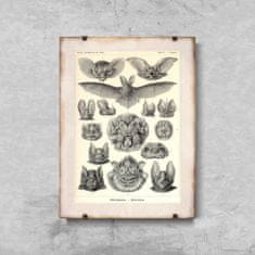 Vintage Posteria Poster Poster Netopiere od Ernsta Haeckela A4 - 21x29,7 cm
