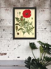 Vintage Posteria Retro plagát Retro plagát Botanická potlač červeného maku A4 - 21x29,7 cm