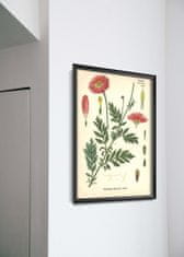 Vintage Posteria Poster Poster Astra s botanickou potlačou A4 - 21x29,7 cm