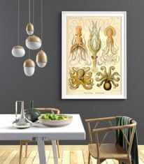 Vintage Posteria Retro plagát Retro plagát Chobotnica Gamochonia Ernst Haeckel A3 - 29,7x42 cm