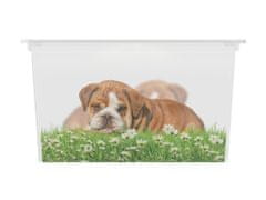 Kis C box Puppy and Kitten - XL