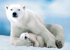 EuroGraphics Puzzle Ľadový medveď s mláďaťom 1000 dielikov