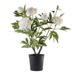 Lene Bjerre Pivonka (Paeonia) biela ker, 66 cm