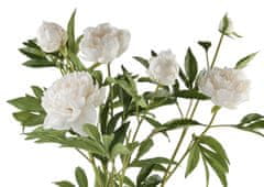 Lene Bjerre Pivonka (Paeonia) biela ker, 66 cm