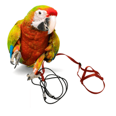Parrotclub Traky pre papagáje a vtáky XL červené