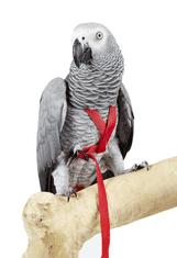 Parrotclub Traky pre papagáje a vtáky červené M