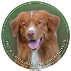 saxun nálepka Nova Scotia Duck Tolling retriever