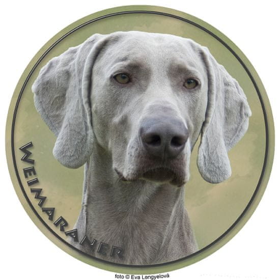 saxun nálepka Weimaraner - Weimarský stavač