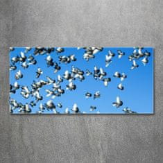 Wallmuralia.sk Foto obraz akryl do obývačky Stádo holubov 100x50 cm 2 prívesky