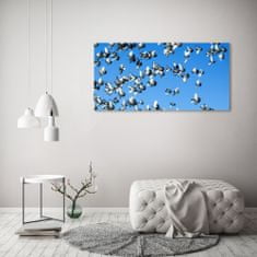Wallmuralia.sk Foto obraz akryl do obývačky Stádo holubov 100x50 cm 2 prívesky