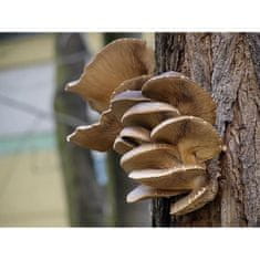 PLANTO Hliva ustricová 20ks - podhubie na kolíkoch (Pleurotus ostreatus)