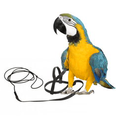 Parrotclub Traky pre papagáje a vtáky čierne L