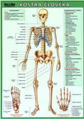 Kolektiv autorů: Kostra člověka