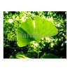 GINKO BILOBA Salvia Paradise 50 g