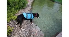 Merco Dog Swimmer plávacia vesta pre psa modrá, XL