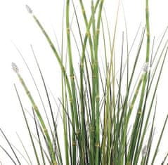 A La Maison Praslička (Equisetum), 120 cm