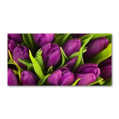Wallmuralia.sk Foto obraz akryl do obývačky Fialové tulipány 100x50 cm 2 prívesky
