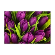 Wallmuralia.sk Foto obraz akryl do obývačky Fialové tulipány 100x50 cm 2 prívesky