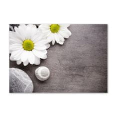 Wallmuralia.sk Foto obraz akryl do obývačky Gerbera 100x50 cm 2 prívesky