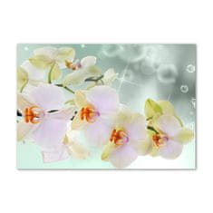 Wallmuralia.sk Foto obraz akryl do obývačky Biela orchidea 100x50 cm 2 prívesky