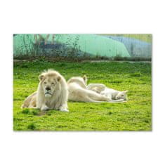 Wallmuralia.sk Foto obraz akryl do obývačky Béžové levy 100x50 cm 2 prívesky