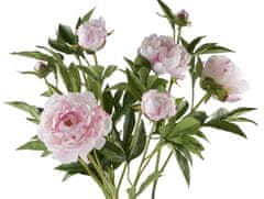 Lene Bjerre Pivonka (Paeonia) ružová ker, 66 cm