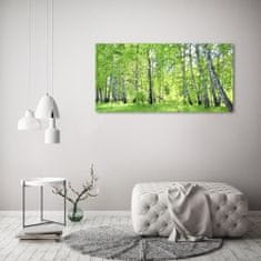 Wallmuralia.sk Foto obraz akryl do obývačky Brezový les 100x50 cm 2 prívesky