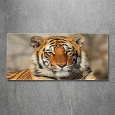 Wallmuralia.sk Foto obraz akryl do obývačky Bengálský tiger 100x50 cm 2 prívesky