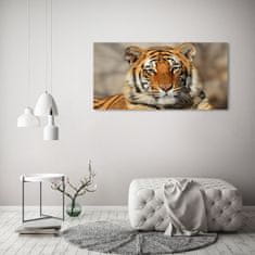 Wallmuralia.sk Foto obraz akryl do obývačky Bengálský tiger 100x50 cm 2 prívesky